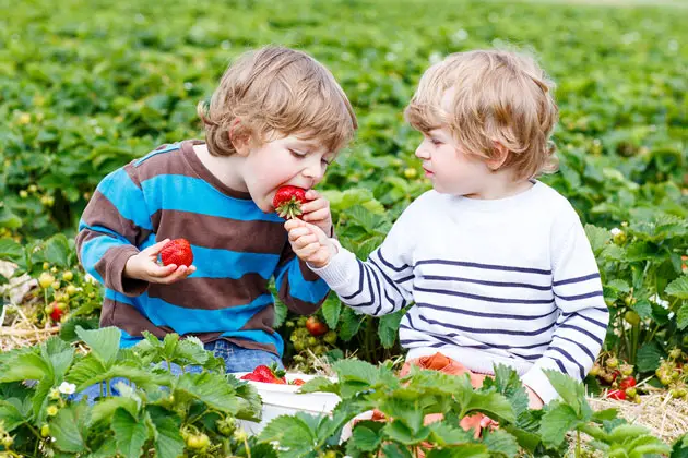 5 Great Strawberry Festivals in New York and New Jersey