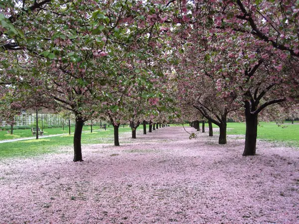 A view of the Cherry Esplanade at Brooklyn Botanic Garden.