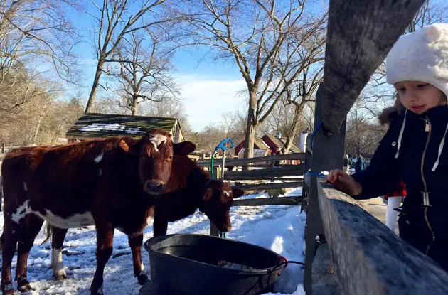 Stamford Museum & Nature Center: A Day of Fun, Indoors and Outdoors