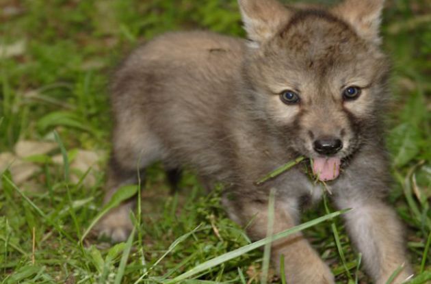 Family Outing: Wolf Conservation Center in South Salem