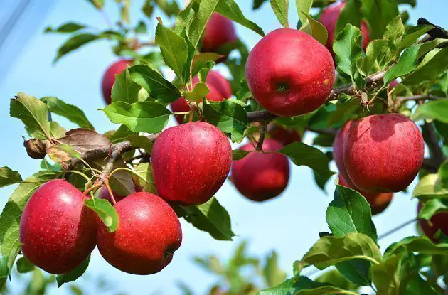 apple picking for families