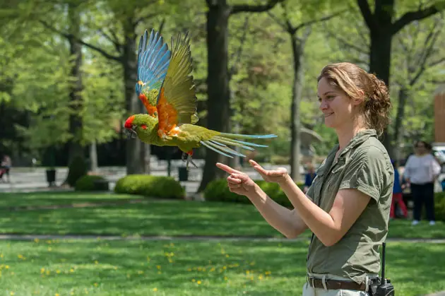 Free-Flight Bird Show Set for Seven Weekends at Bronx Zoo