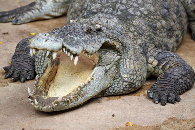 American Museum of Natural History Announces New Crocodile Exhibit