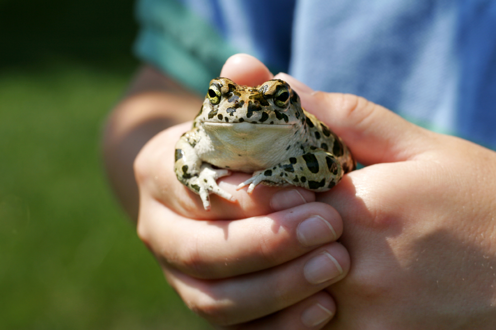 Mystic Aquarium Announces New Frogs! Exhibit