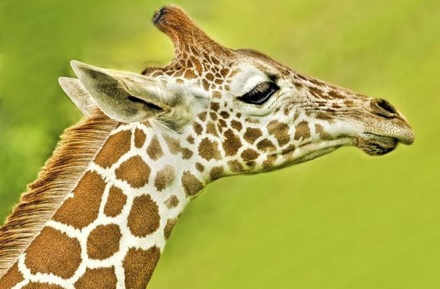 giraffe at bronx zoo