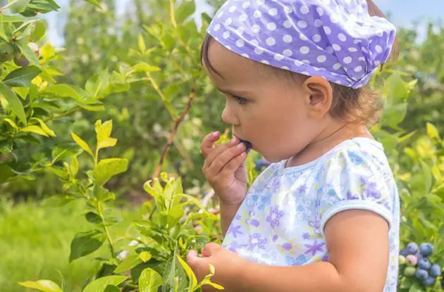 girl picking blueberries
