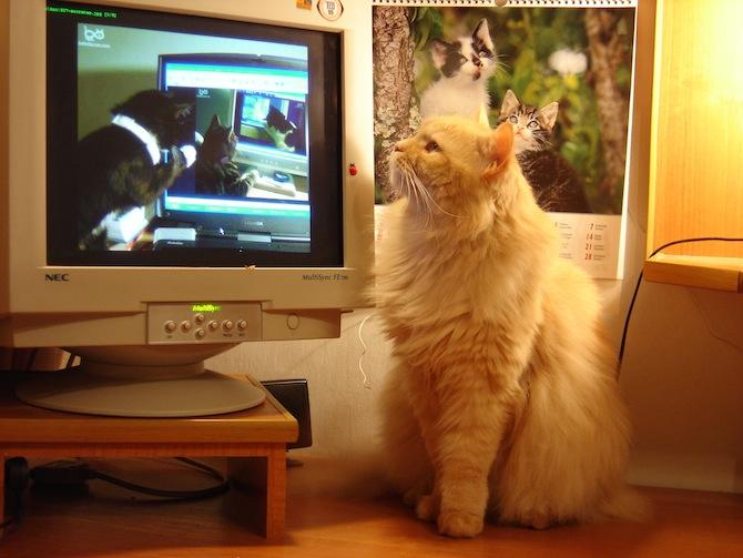 How Cats Took Over the Internet, Explained