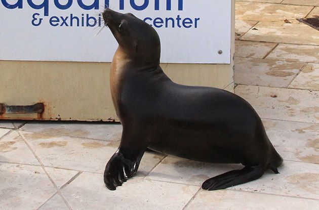 Long Island Aquarium Rescues California Sea Lion Pup