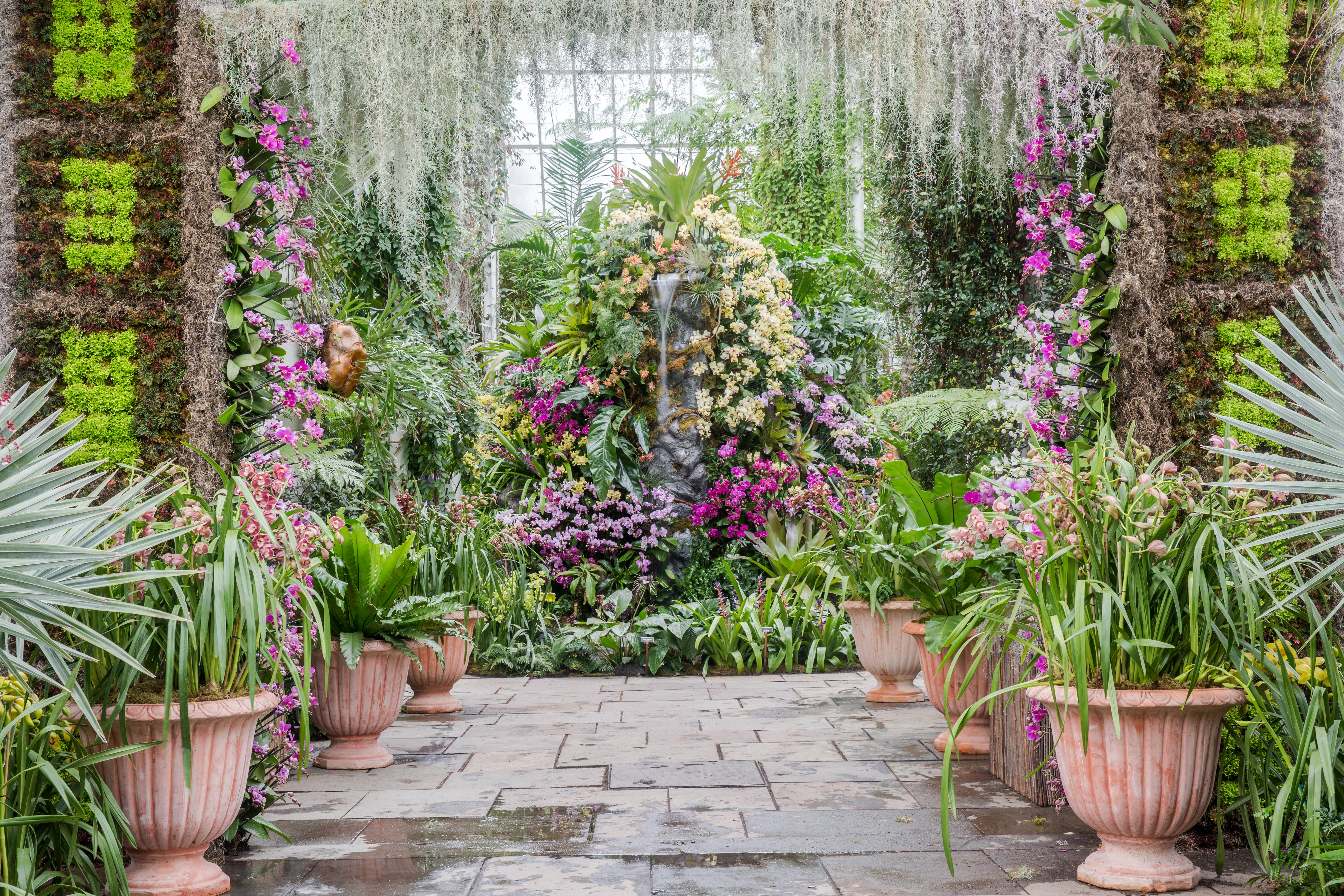 the orchid show at the new york botanical garden is open