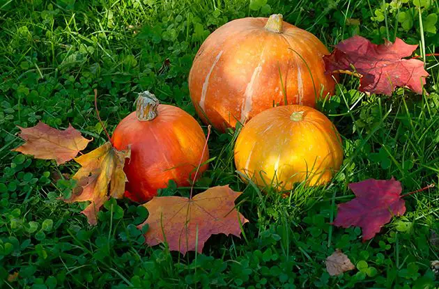 Fun Fall Festivals in Westchester and Rockland