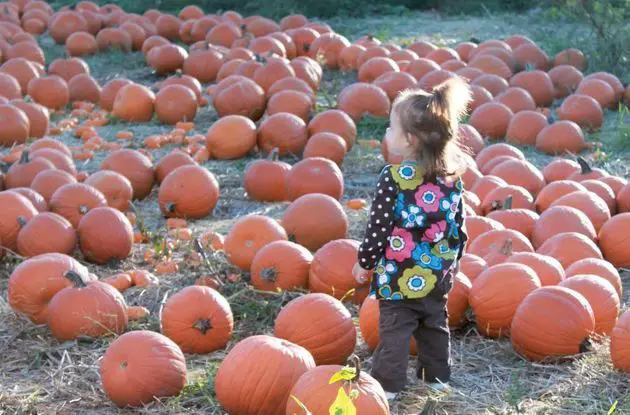 Queens County Farm Museum: A Rural Getaway Right in NYC