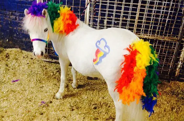 After-School Pony Rides Offered in Midtown Manhattan