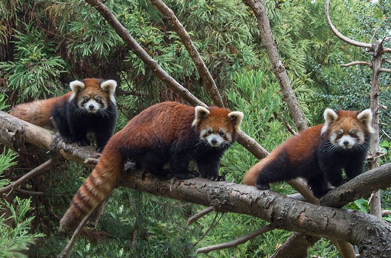 Red Panda Cubs Introduced at Prospect Park Zoo