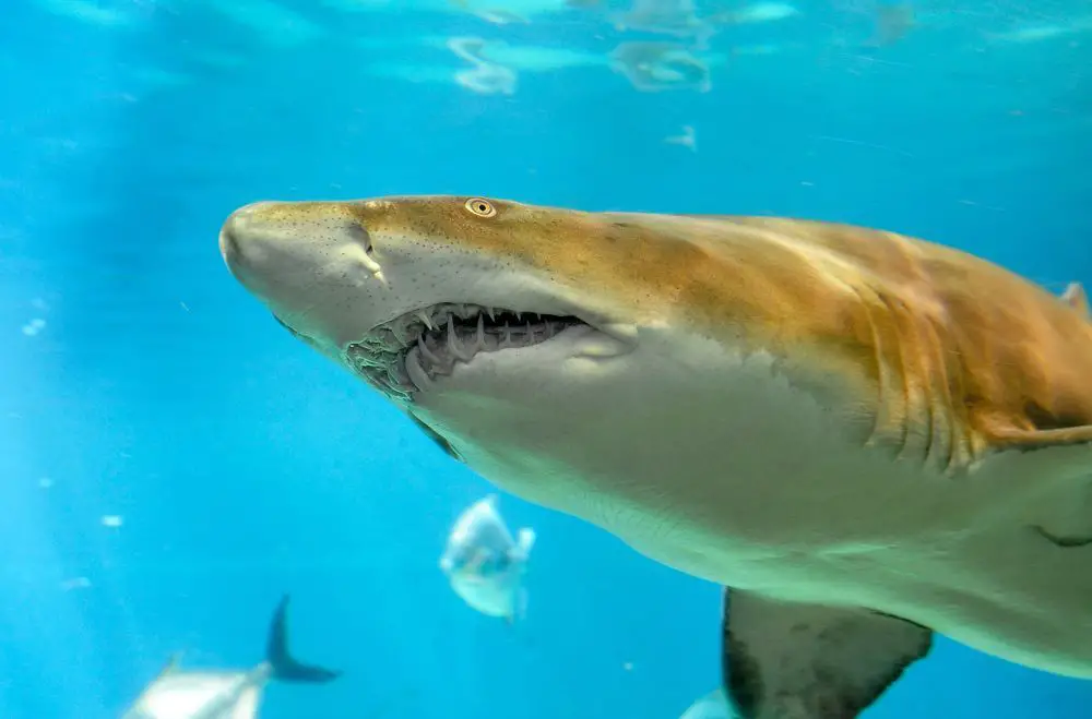 Sand Tiger Shark Nursery Found in Long Island’s Great South Bay