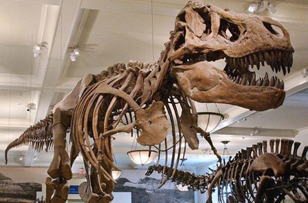 Best Kept Secrets of the American Museum of Natural History