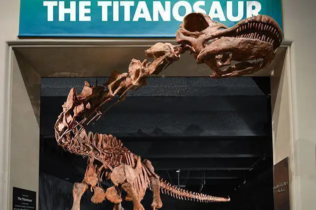 The American Museum of Natural History Debuts a New Dinosaur, the Titanosaur