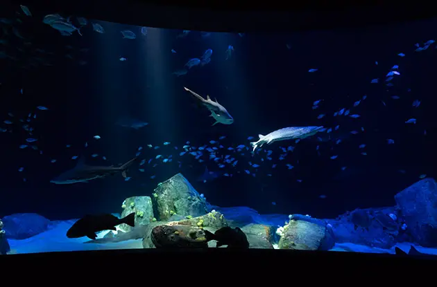New York Aquarium Receives 5 Endangered Atlantic Sturgeon to Educate Public About Its Extinction Prevention