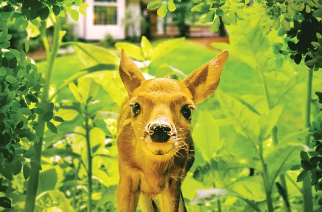 The Cradle of Aviation Hosts Documentary and Animal Encounters Event