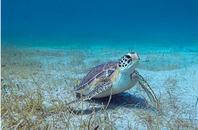 The Island of Nevis: A Sea Turtle Adventure Awaits