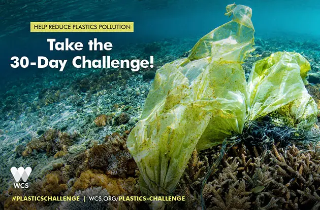 Wildlife Conservation Society Launches 30-Day Plastics Challenge