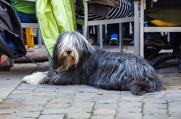 Dog-Friendly Café to Open in East Village