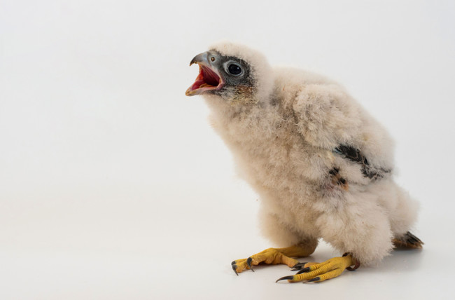 Meet the 3 Baby Peregrine Falcons That Now Call NYC Home