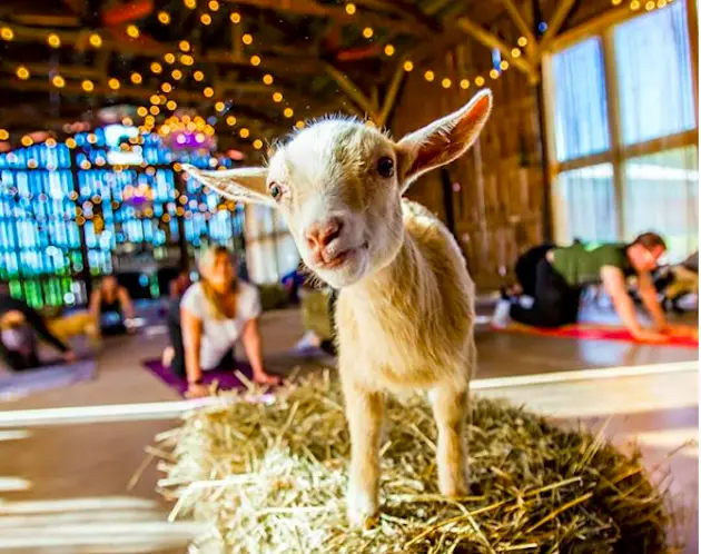 Goat Yoga is Coming to Brooklyn!