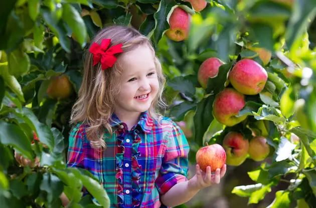 Celebrate National Apple Day 2018 with a Day at Alstede Farms in Chester, NJ