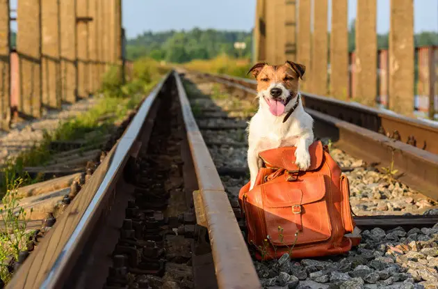 Best Practices for Traveling with Pets