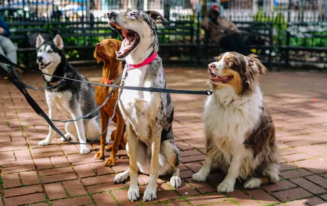 The 10 Best Dog Breeds in NYC for Outdoor Enthusiasts