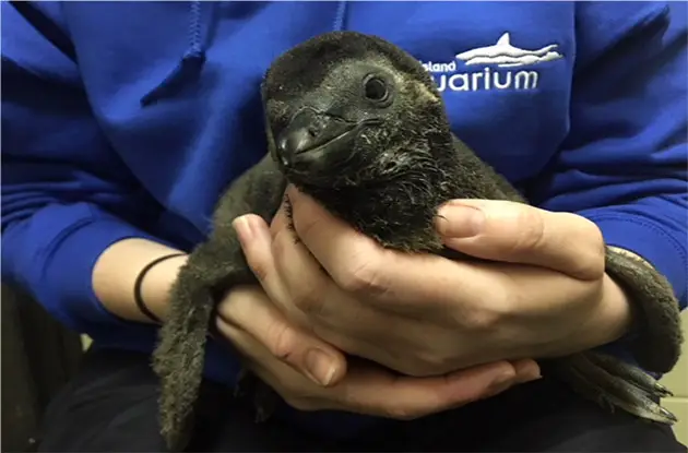 The Long Island Aquarium Welcomes Baby African Black-Footed Penguin