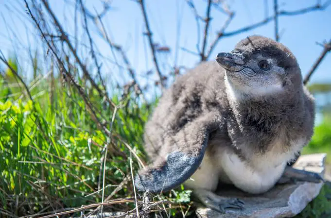 4 More African Black-Footed Penguins Have Arrived at New York Aquarium