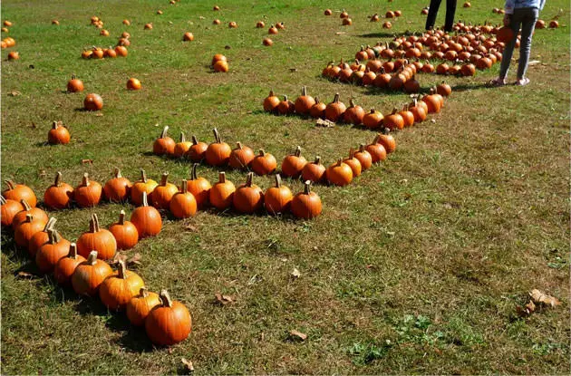 pumpkins at allaire village