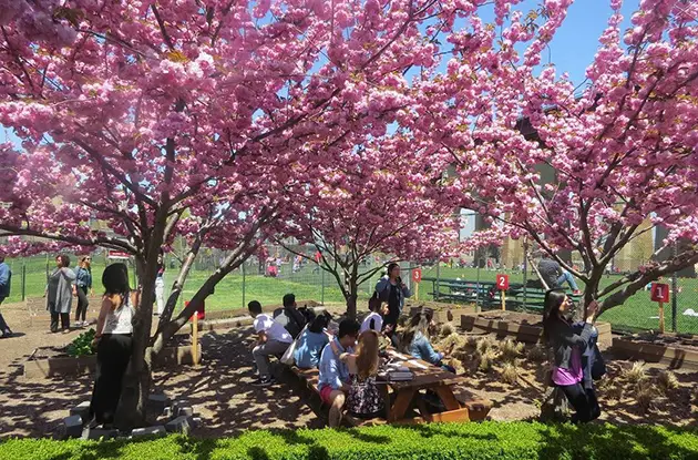 randalls island cherry blossom festival