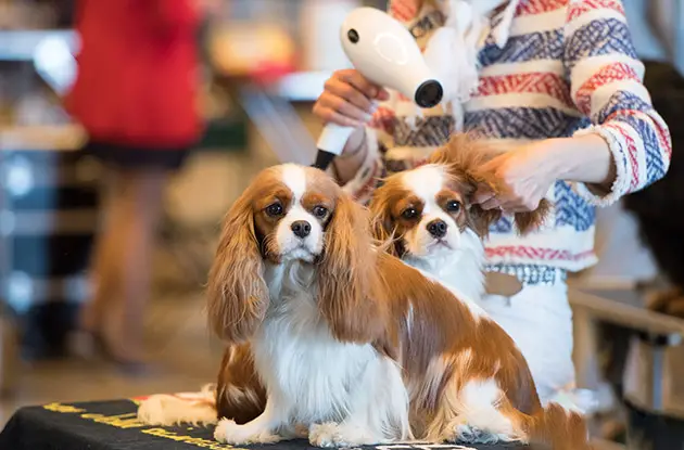 The American Kennel Club and Westminster Club to Host Meet and Greet in February