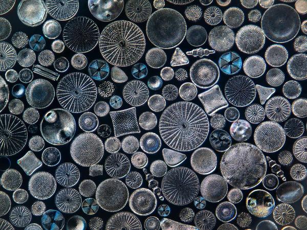 South Street Seaport Museum announces Elements of Wonder: When Nature Becomes Art, Presented in Partnership with Photoville at South Street Seaport Museum