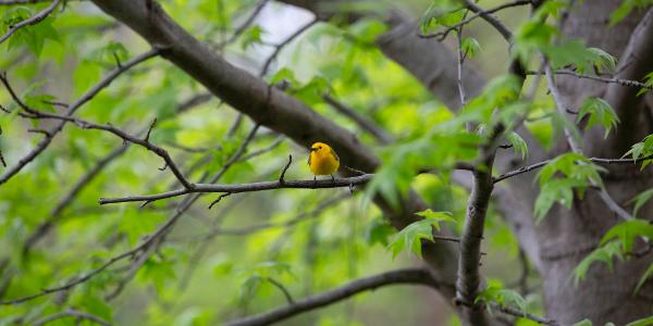 Earth Day Celebration at Brooklyn Bridge Park