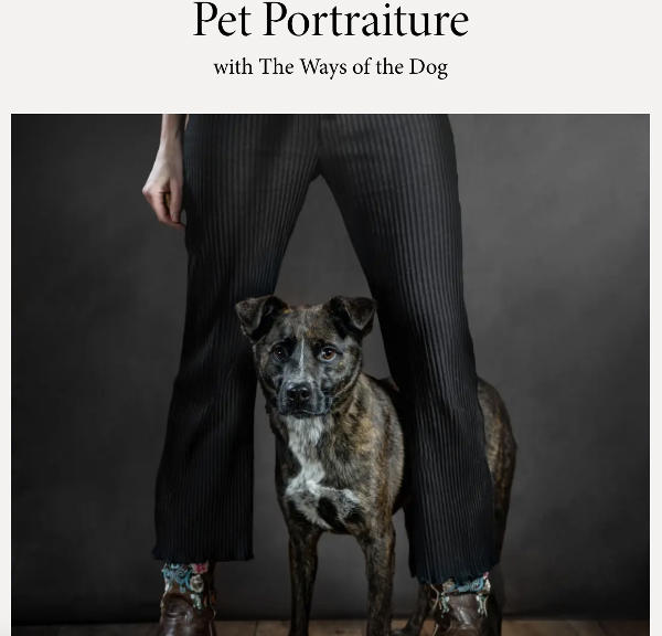 Pet Portraiture with The Ways of the Dog at Fotografiska at Fotografiska