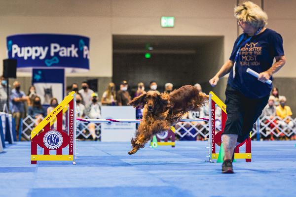 AKC Meet the Breeds® at Jacob K. Javits Convention Center 