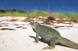 iguana; beach; caribbean; turks and caicos; family vacation
