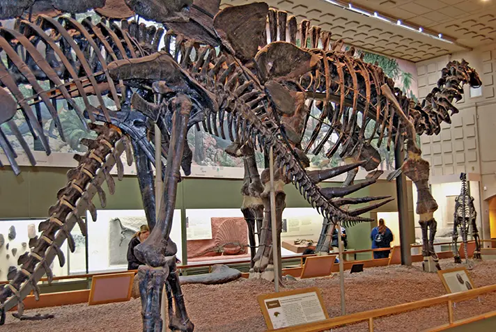 dinosaur in peabody museum