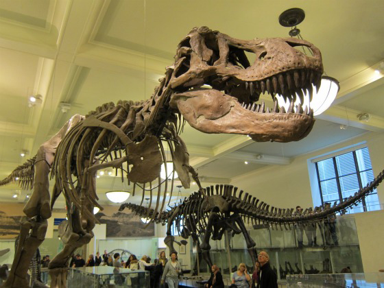 american museum of natural history dinosaur skeleton