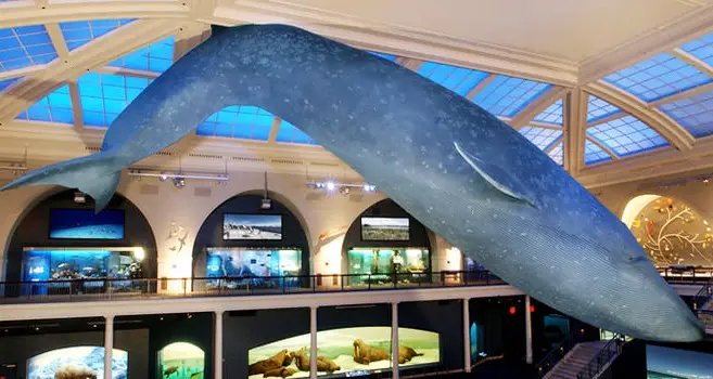 blue whale in hall of ocean life at museum of natural history nyc