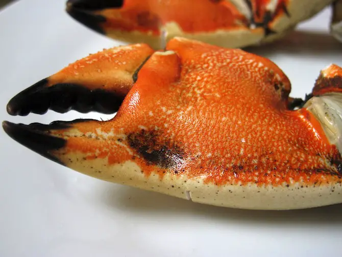 Stone Crab Season at Del Frisco's
