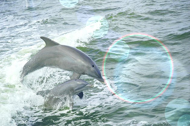 Captiva Cruises Dolphins