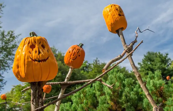 Spooky Pumpkin Garden 