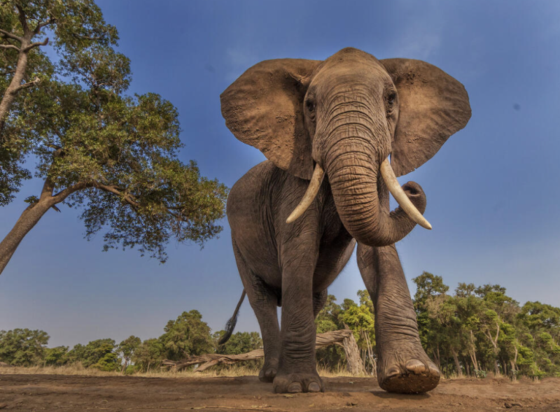 elephant