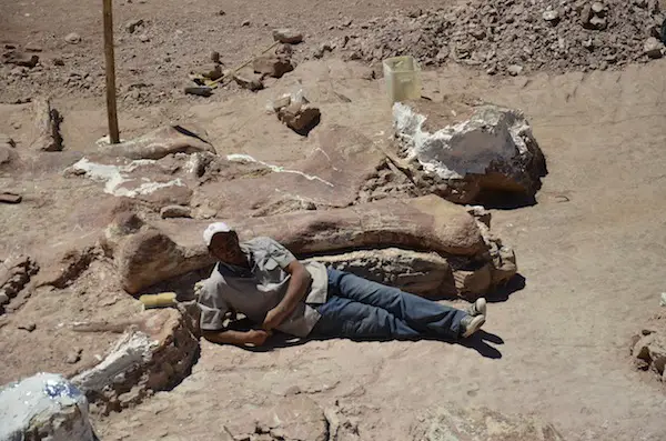 Titanosaur fossil in La Flecha, photo by Dr. Alejandro Otero