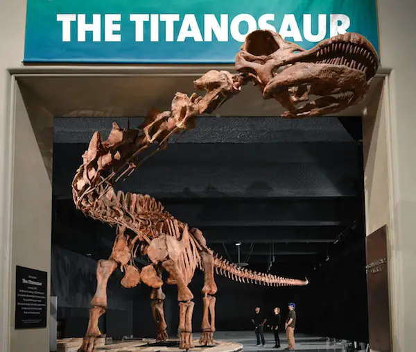 Titanosaur at AMNH