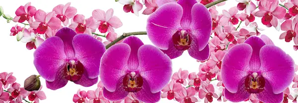 The Orchid Show at New York Botanical Garden 